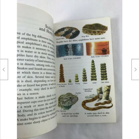 Vtg Snakes & Other Reptiles Golden Pocket Guide 1969 George Fichter - Picture 2 of 7